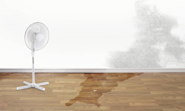 Best Carpet water damage restoration  in Winfield, IA