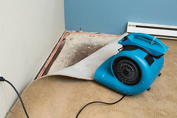 Best Water damage contractors near me  in Winfield, IA